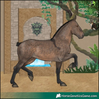 Horse Color:Brown Dun Rabicano