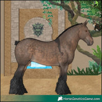Horse Color:Brown Dun Rabicano