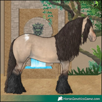 Horse Color:Bay Dun Appaloosa
