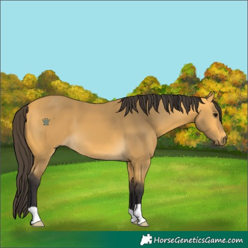 Horse Color:Buckskin 