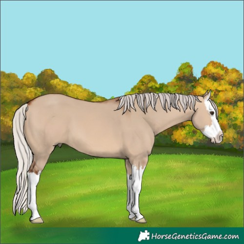 Horse Color:Silver Brown Dun Splash 