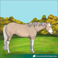 Horse Color:Silver Brown Dun Splash