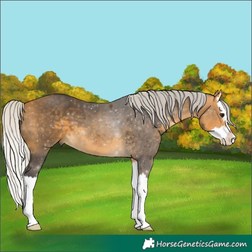 Horse Color:Silver Buckskin Splash 