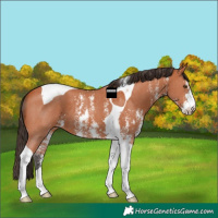 Horse Color:Bay Sabino Tobiano