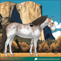 Horse Color:White Spotted Bay Ice Sabino
