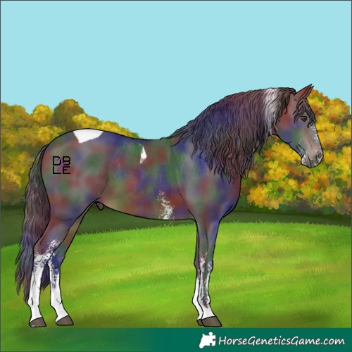 Horse Color:Nacre Brown Sabino Tobiano 