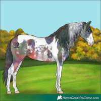 Horse Color:Nacre Brown Sabino Tobiano 
