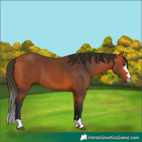 Horse Color:Bay 
