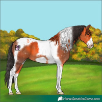 Horse Color:Bay Tobiano Frame 