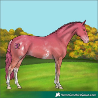 Horse Color:White Spotted Chestnut Appaloosa 