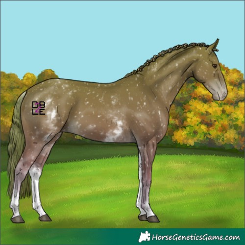 Horse Color:White Spotted Chestnut Appaloosa