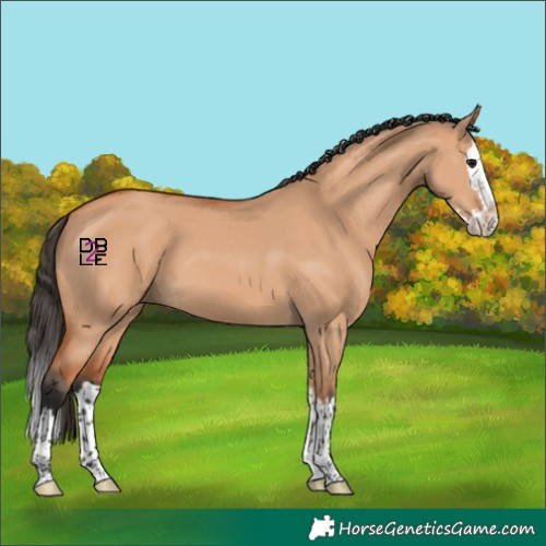 Horse Color:Bay Dun Splash 