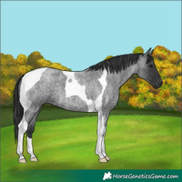 Horse Color:Blue Roan Tobiano 