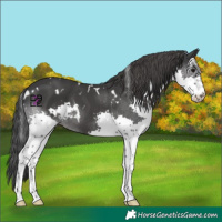 Horse Color:White Spotted Black Splash 