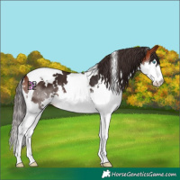 Horse Color:White Spotted Bay Splash Tobiano 