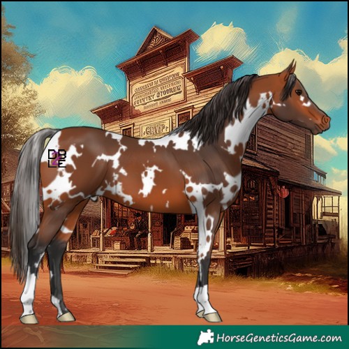 Horse Color:White Spotted Bay 