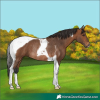 Horse Color:Bay Tobiano Rabicano 