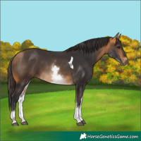 Horse Color:White Spotted Buckskin Tobiano 