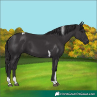 Horse Color:Smoky Black Tobiano 