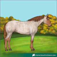 Horse Color:Red Roan