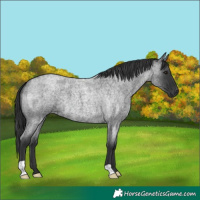 Horse Color:Blue Roan