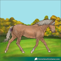 Horse Color:Chestnut Mushroom