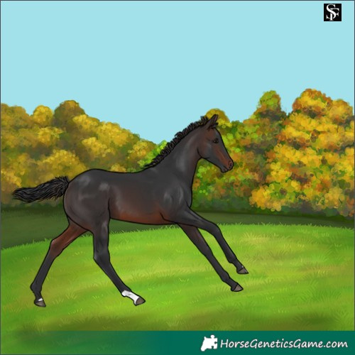Horse Color:Brown 