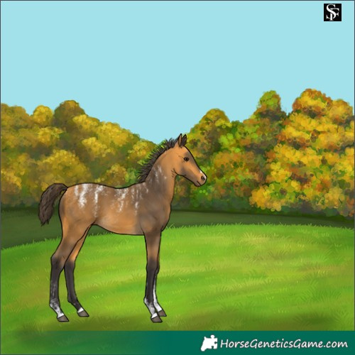 Horse Color:Powder White Buckskin 