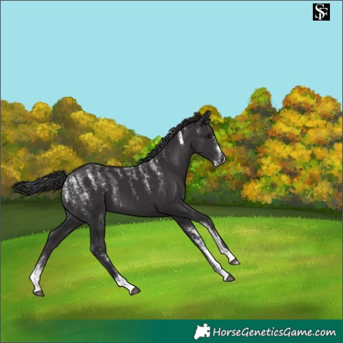 Horse Color:Powder White Smoky Black 