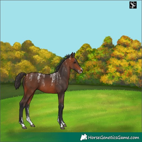 Horse Color:Powder White Bay 