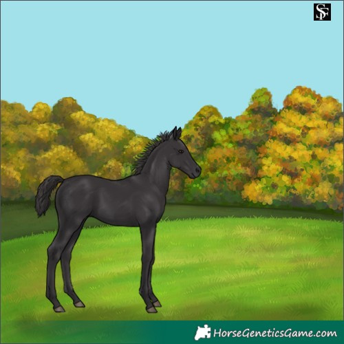 Horse Color:Smoky Black 