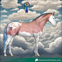Horse Color:Painted Watercolor Silver Amber Champagne Splash Appaloosa