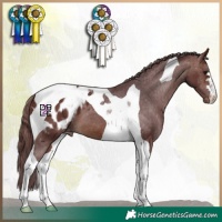Horse Color:Chocolate Brown Tobiano Appaloosa