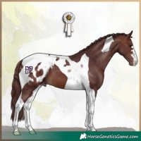 Horse Color:Chocolate Brown Tobiano Appaloosa