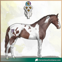 Horse Color:Chocolate Brown Tobiano Appaloosa