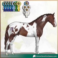 Horse Color:Chocolate Brown Tobiano Blanket 