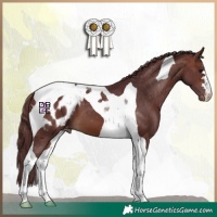 Horse Color:Chocolate Brown Tobiano Appaloosa 