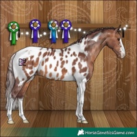 Horse Color:Chocolate Brown Tobiano Appaloosa