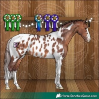 Horse Color:Chocolate Brown Tobiano Near Leopard 