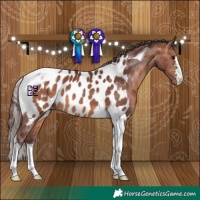 Horse Color:Chocolate Brown Tobiano Appaloosa 