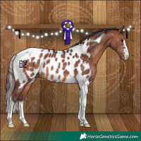 Horse Color:Chocolate Brown Tobiano Appaloosa 