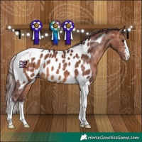 Horse Color:Chocolate Brown Tobiano Appaloosa