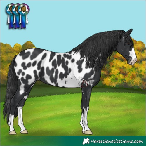 Horse Color:Black Near Leopard