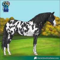Horse Color:Black Appaloosa
