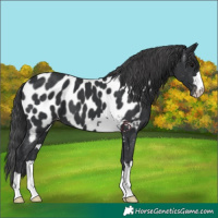 Horse Color:Black Appaloosa 