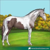 Horse Color:Chocolate Black Tobiano 