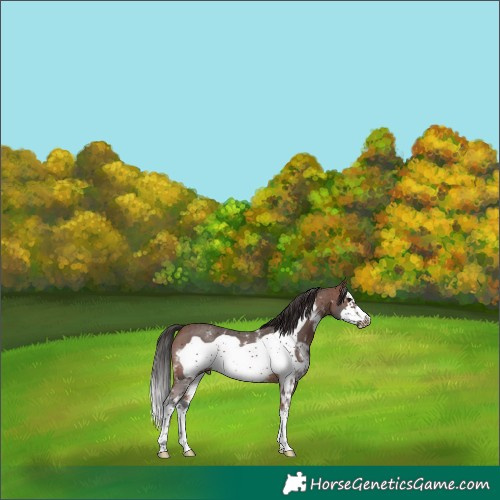 Horse Color:Brown Sabino Frame 