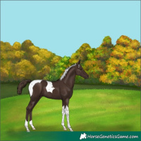 Horse Color:Liver Chestnut Tobiano 