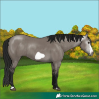 Horse Color:Gray Grullo Frame Rabicano