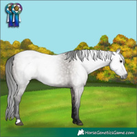 Horse Color:Gray Grullo